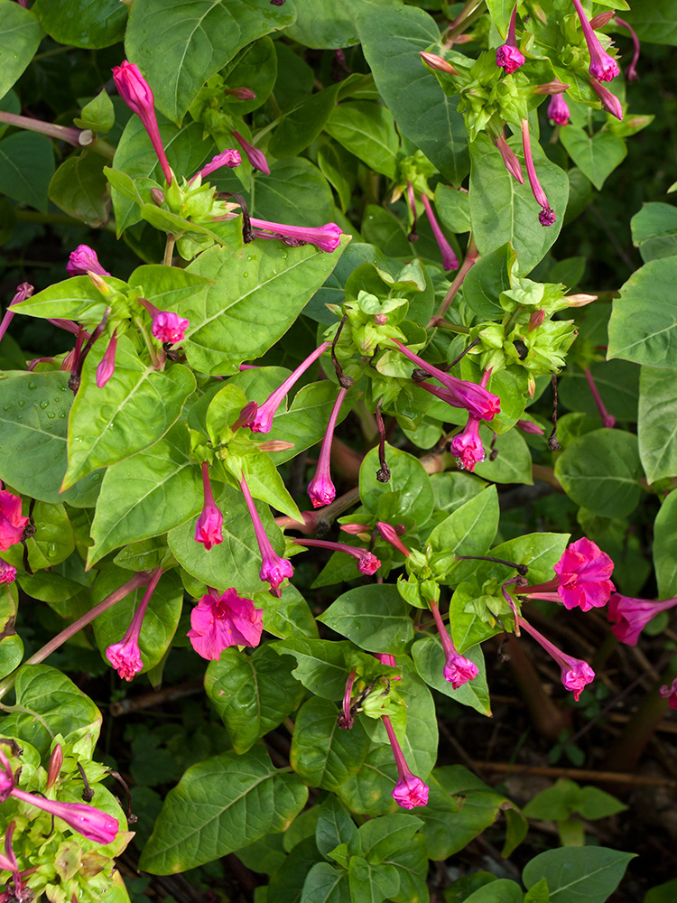 Изображение особи Mirabilis jalapa.