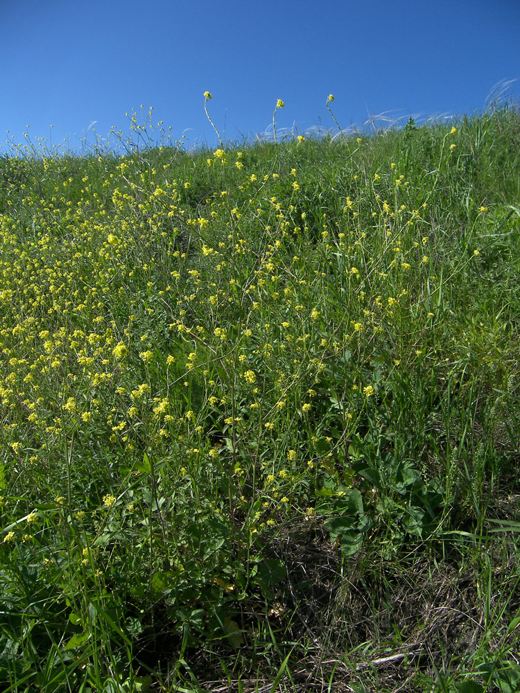 Изображение особи Rapistrum rugosum.