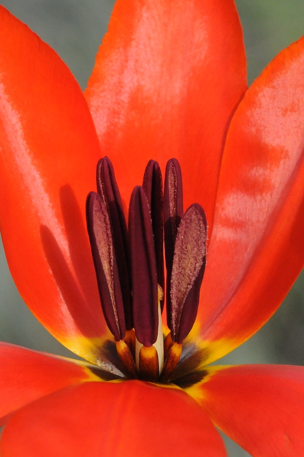 Image of Tulipa ostrowskiana specimen.