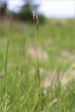 Anthoxanthum alpinum. Верхушка цветущего растения. Кольский п-ов, Кандалакшский берег Белого моря, влажный низкий берег ручья. 23.06.2015.