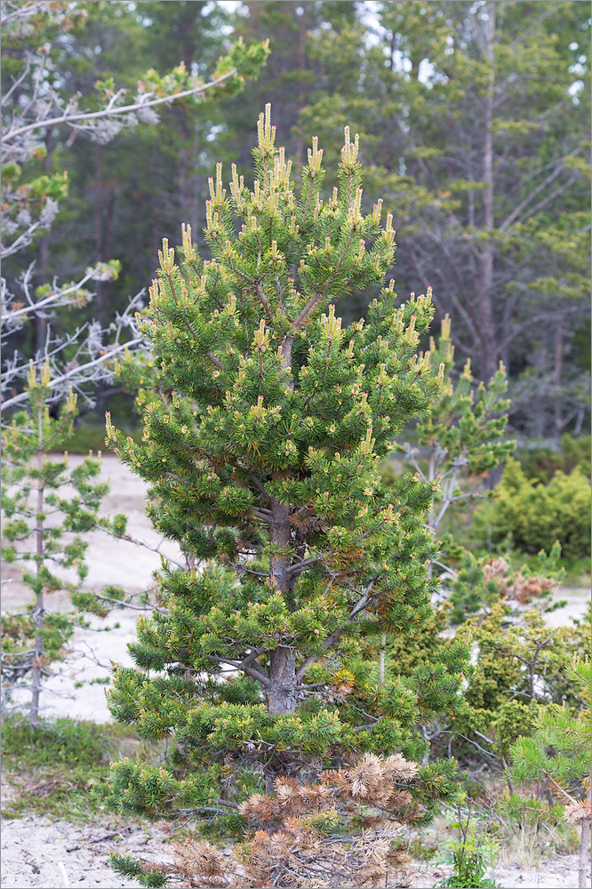 Изображение особи Pinus friesiana.