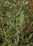 Centaurea rubriflora. Лист. Крым, окр. Феодосии, Лисья бухта, приморский склон. 9 июля 2015 г.