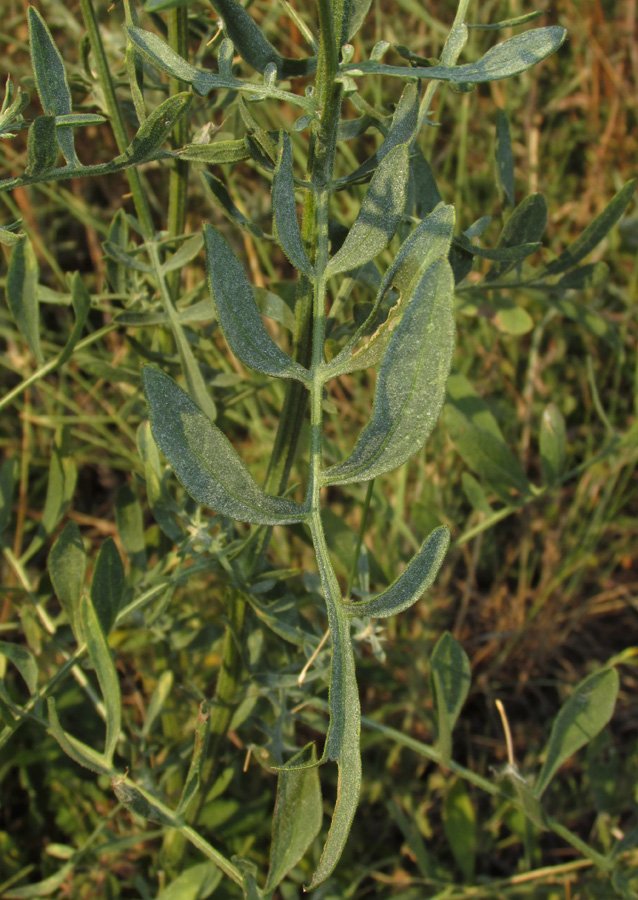 Image of Centaurea rubriflora specimen.