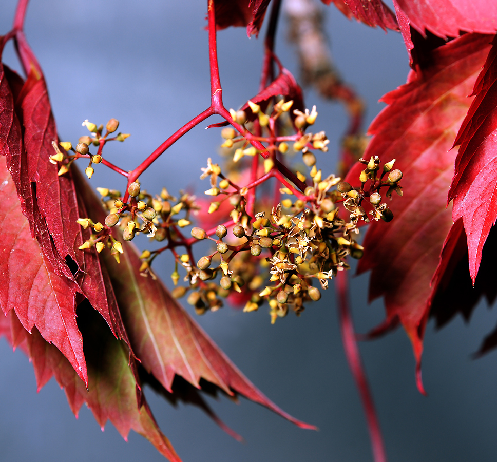 Изображение особи Parthenocissus quinquefolia.