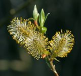 Salix caprea. Мужские соцветия на верхушке побега. Московская обл., Раменский р-н, окр. ж.-д. платформы Хрипань, залежь. 29.04.2015.