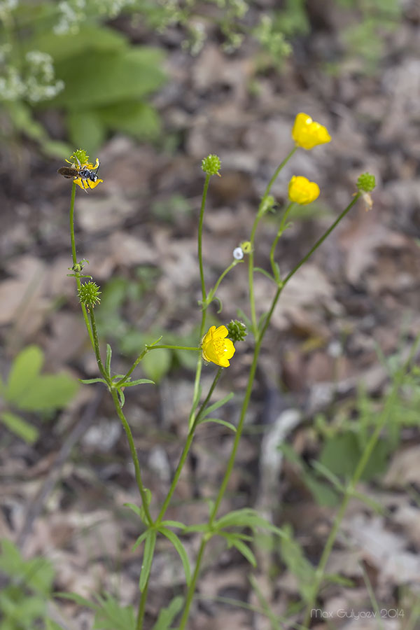 Image of genus Ranunculus specimen.