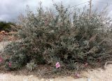 Convolvulus oleifolius