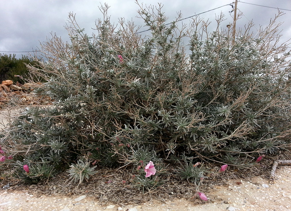 Изображение особи Convolvulus oleifolius.