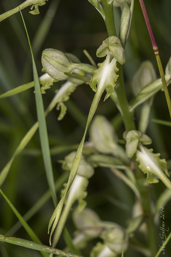 Image of Himantoglossum caprinum specimen.