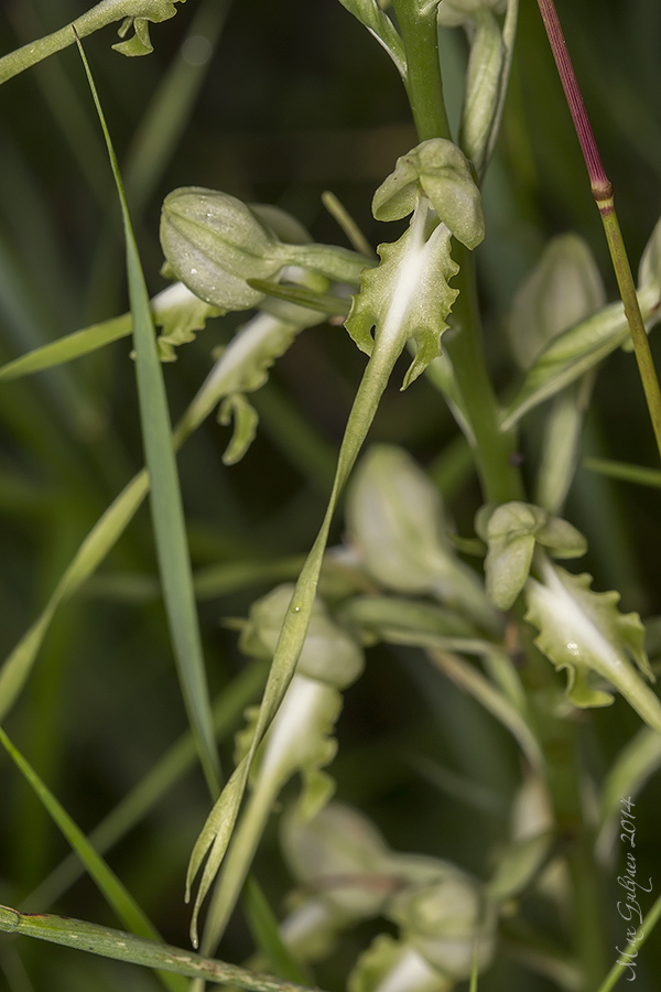 Изображение особи Himantoglossum caprinum.