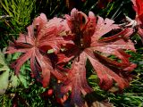 Geranium pratense ssp. sergievskajae