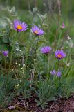 Aster serpentimontanus