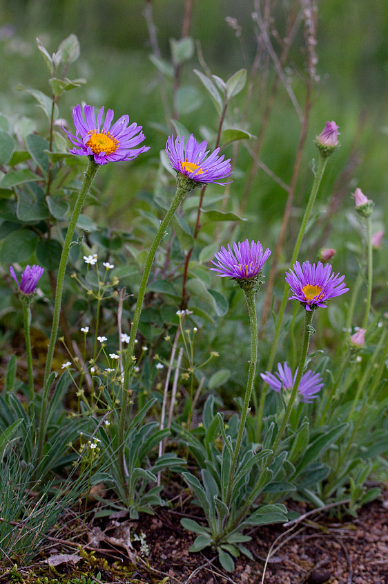 Изображение особи Aster serpentimontanus.