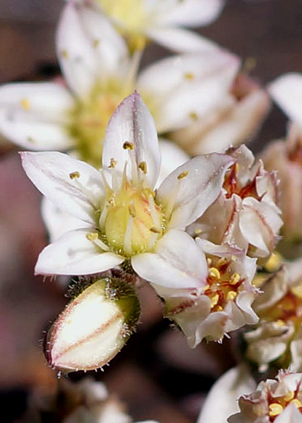 Изображение особи Rosularia platyphylla.