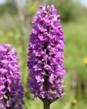 Dactylorhiza sibirica