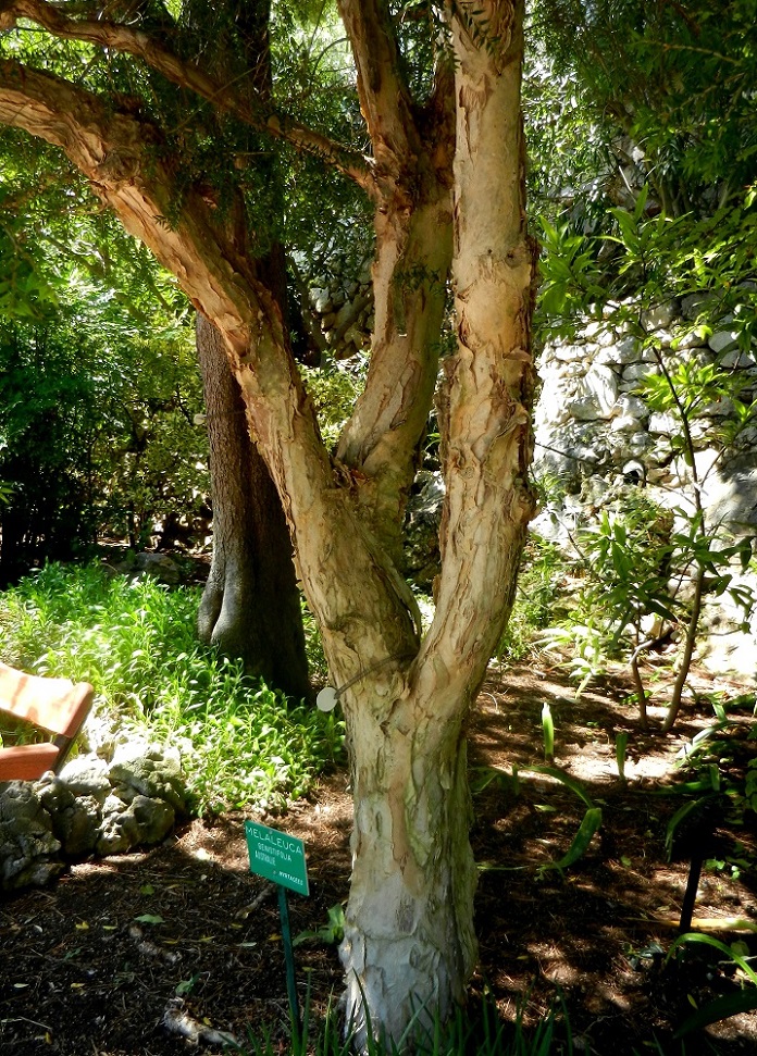 Image of Melaleuca genistifolia specimen.