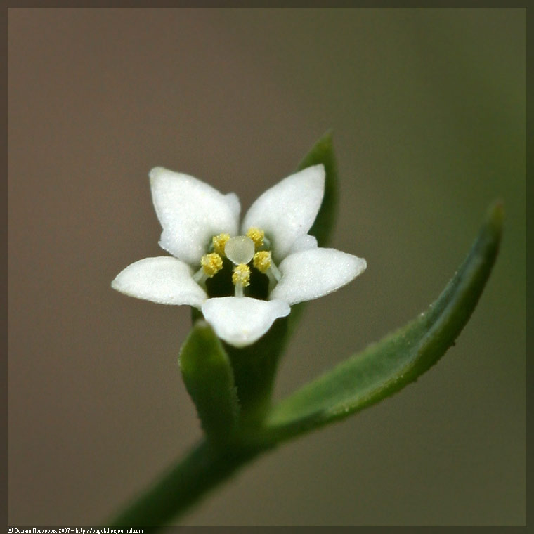 Изображение особи Thesium ramosum.