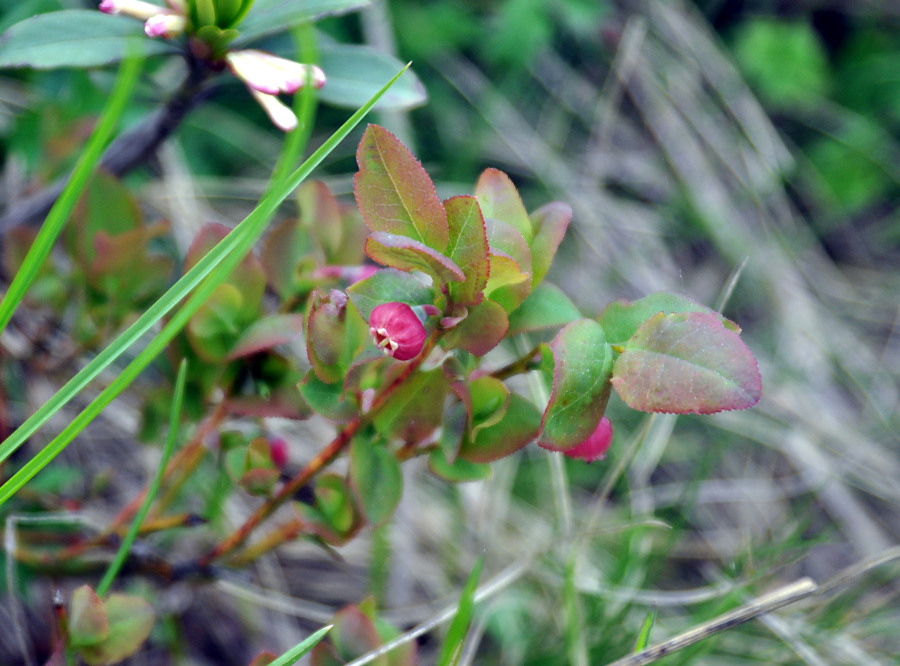 Image of Vaccinium myrtillus specimen.