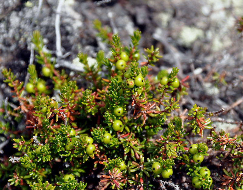 Image of Empetrum nigrum specimen.