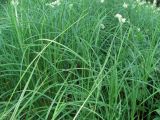 Carex atherodes. Вегетативные побеги. Архангельская обл., Вельский р-н, окр. пос. Усть-Шоноша, окраина леса. 14.07.2011.