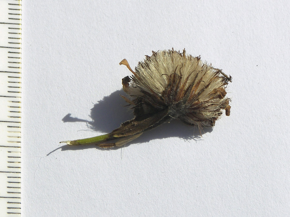 Image of Kemulariella caucasica specimen.