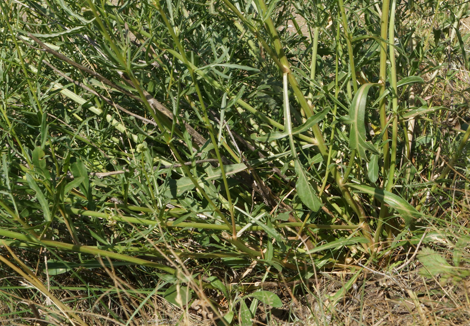 Image of Reseda lutea specimen.