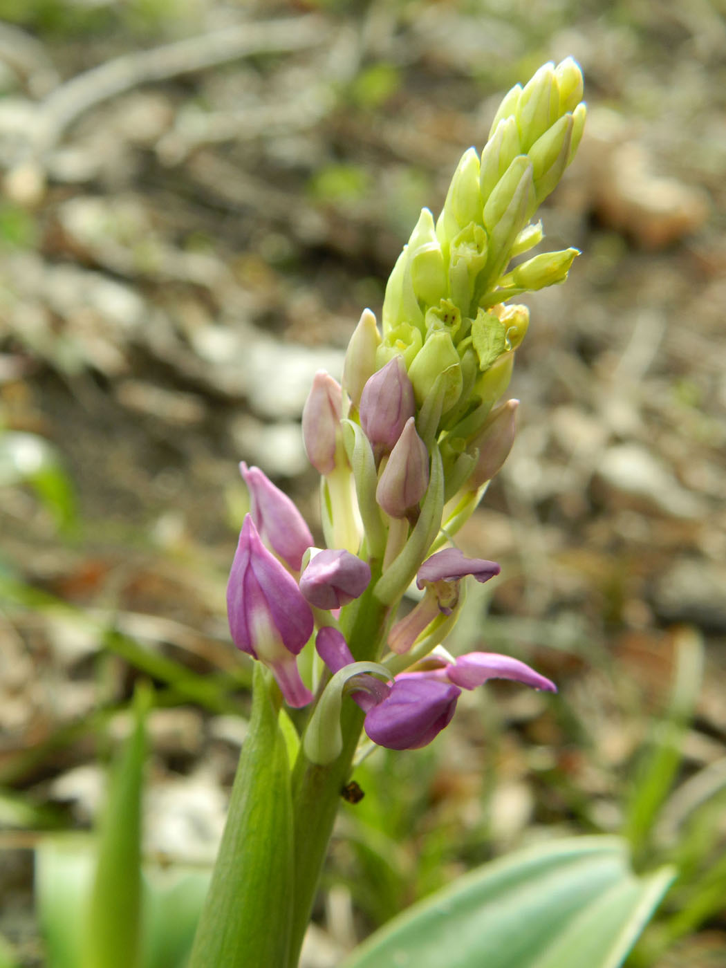 Изображение особи Orchis mascula.