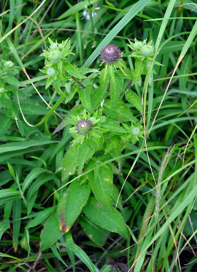 Image of Cirsium vlassovianum specimen.