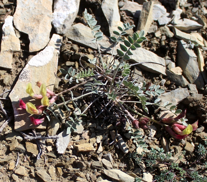 Image of Astragalus jolderensis specimen.