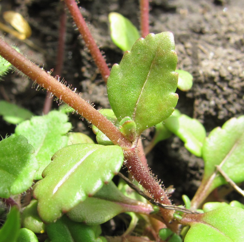 Image of Veronica acinifolia specimen.