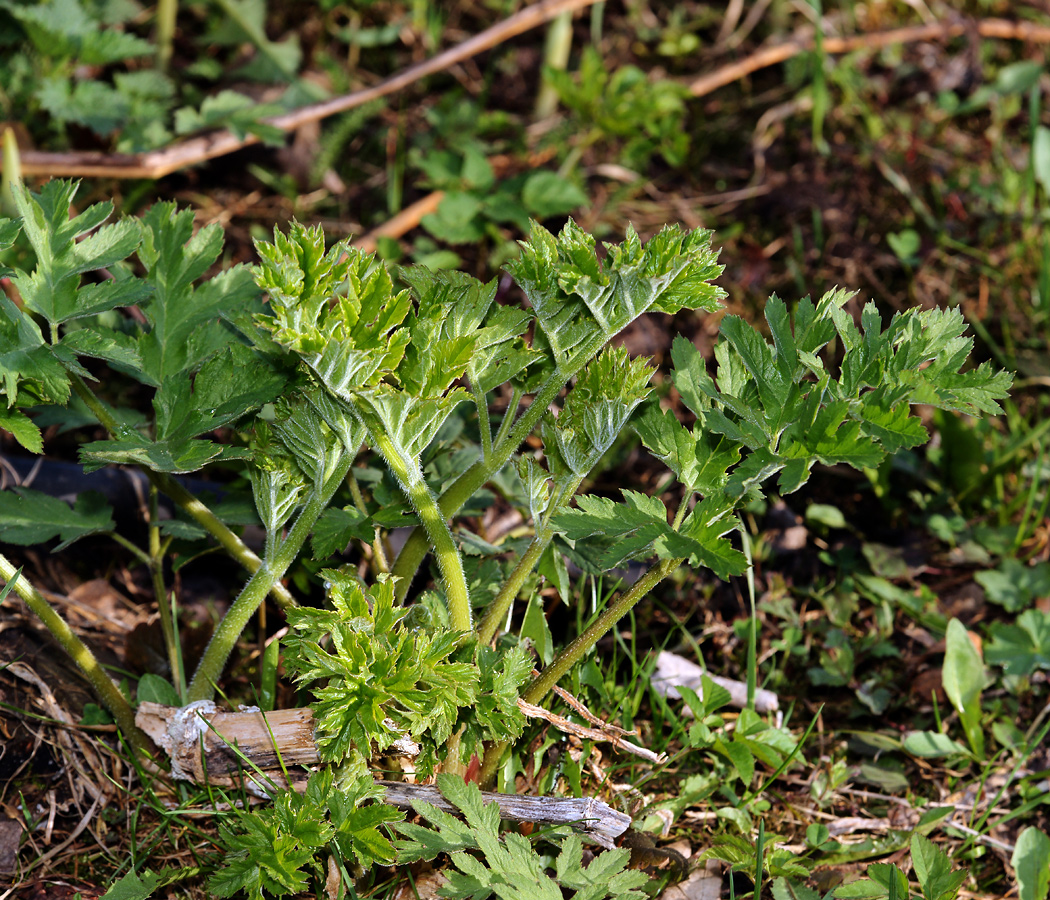 Image of Heracleum sibiricum specimen.