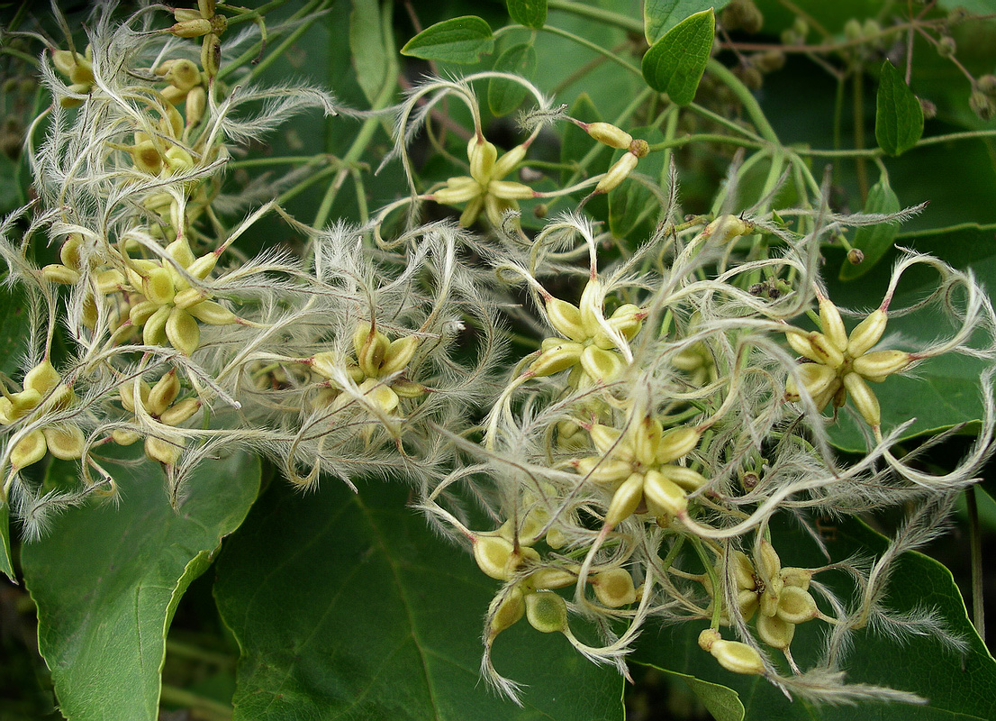 Изображение особи Clematis mandshurica.