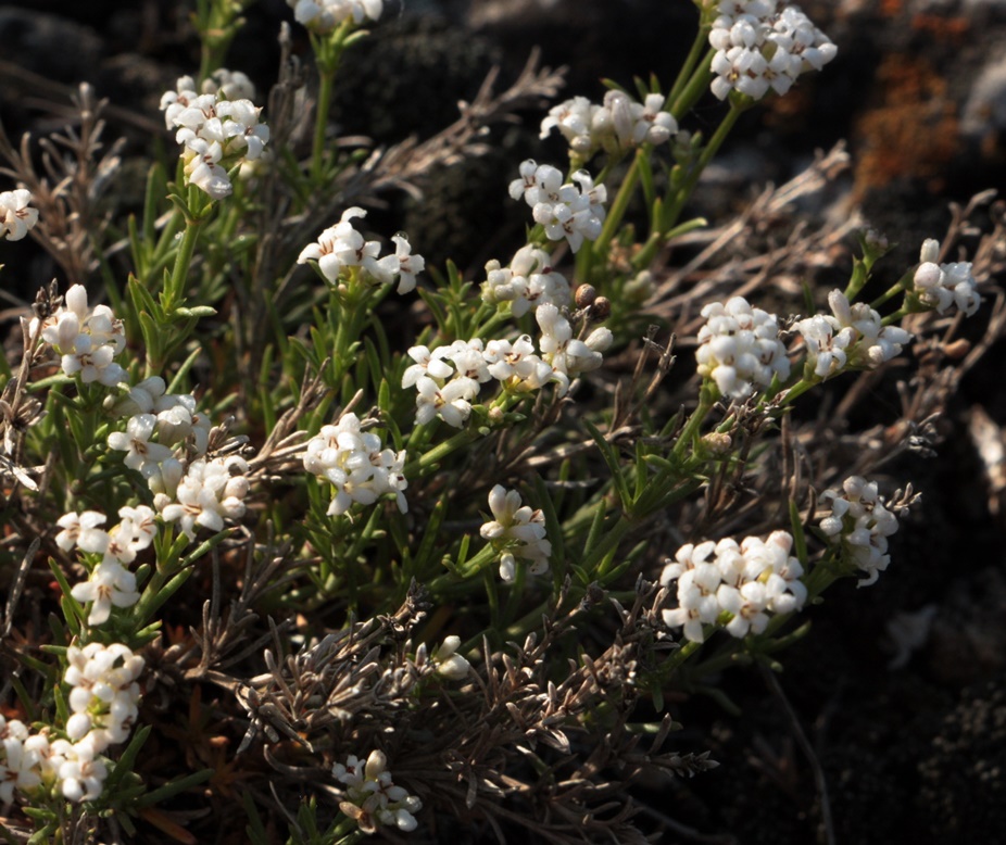 Изображение особи Asperula petraea.