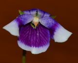 Viola hederacea