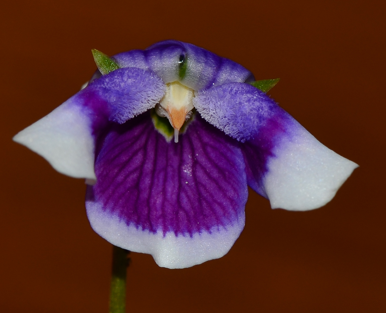 Изображение особи Viola hederacea.