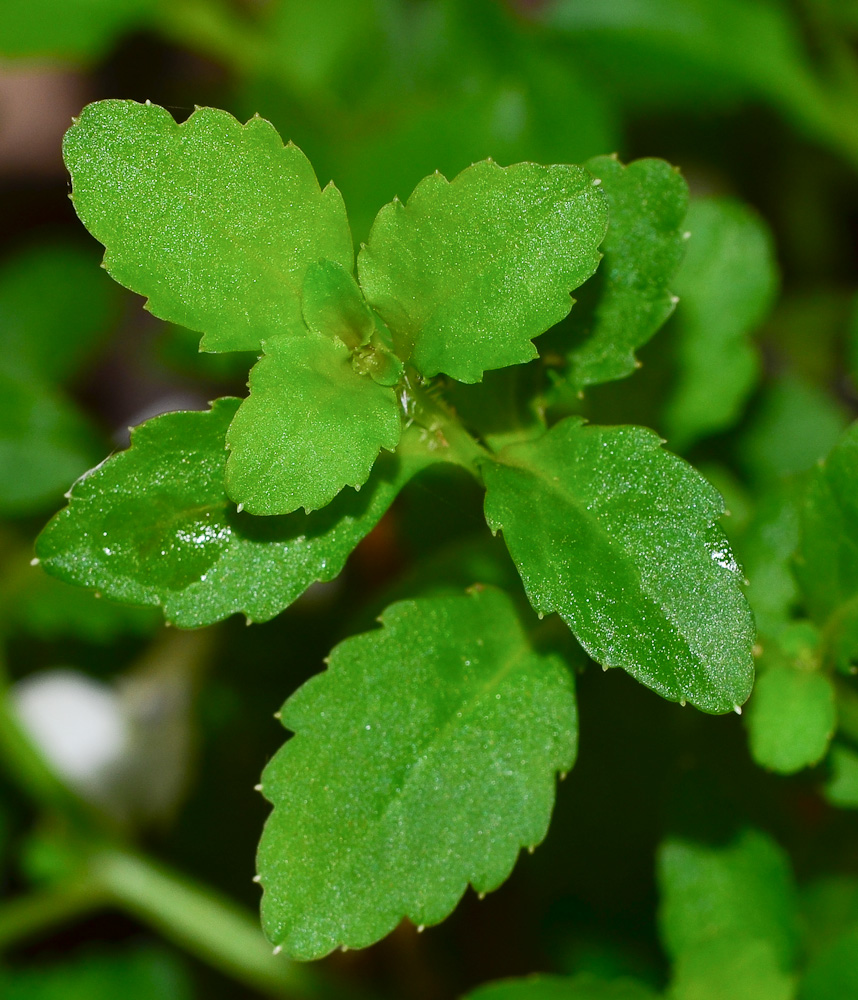 Image of Lobelia erinus specimen.