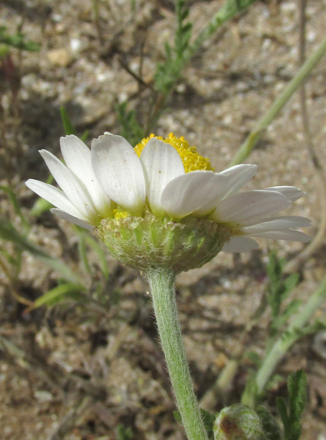 Image of Anthemis dubia specimen.