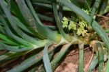 Bulbine frutescens