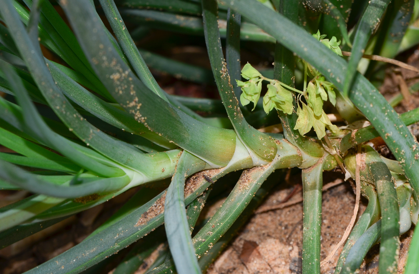 Изображение особи Bulbine frutescens.