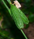 Image of taxon representative. Author is Татьяна Мальчинская