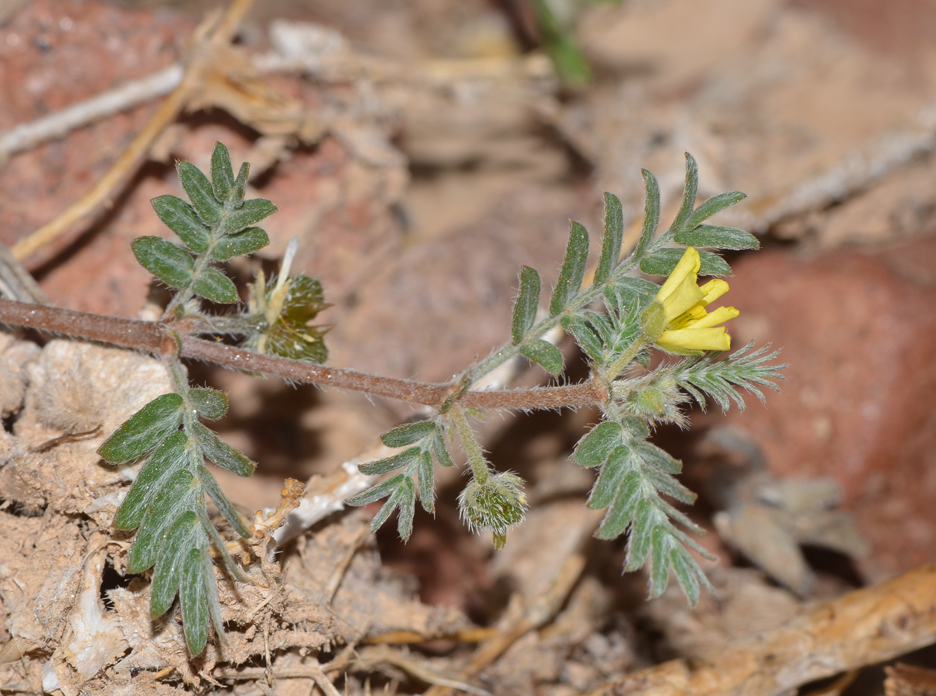 Изображение особи Tribulus bimucronatus.