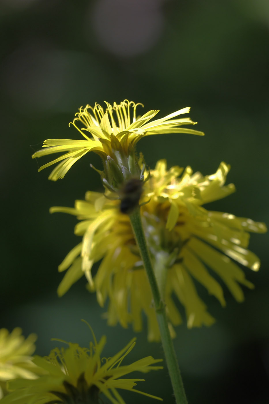 Image of Crepis sibirica specimen.