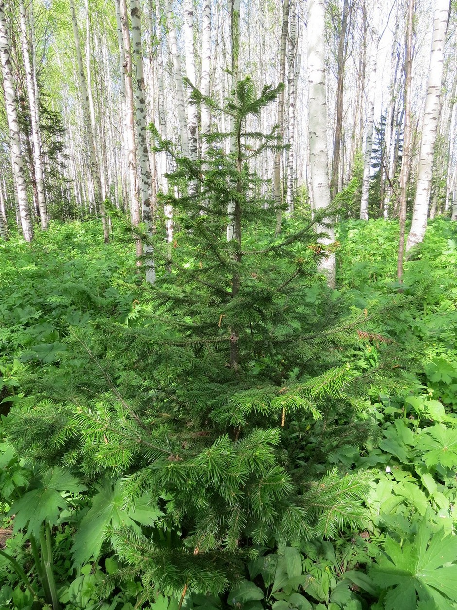Image of Abies sibirica specimen.