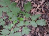 Actaea spicata