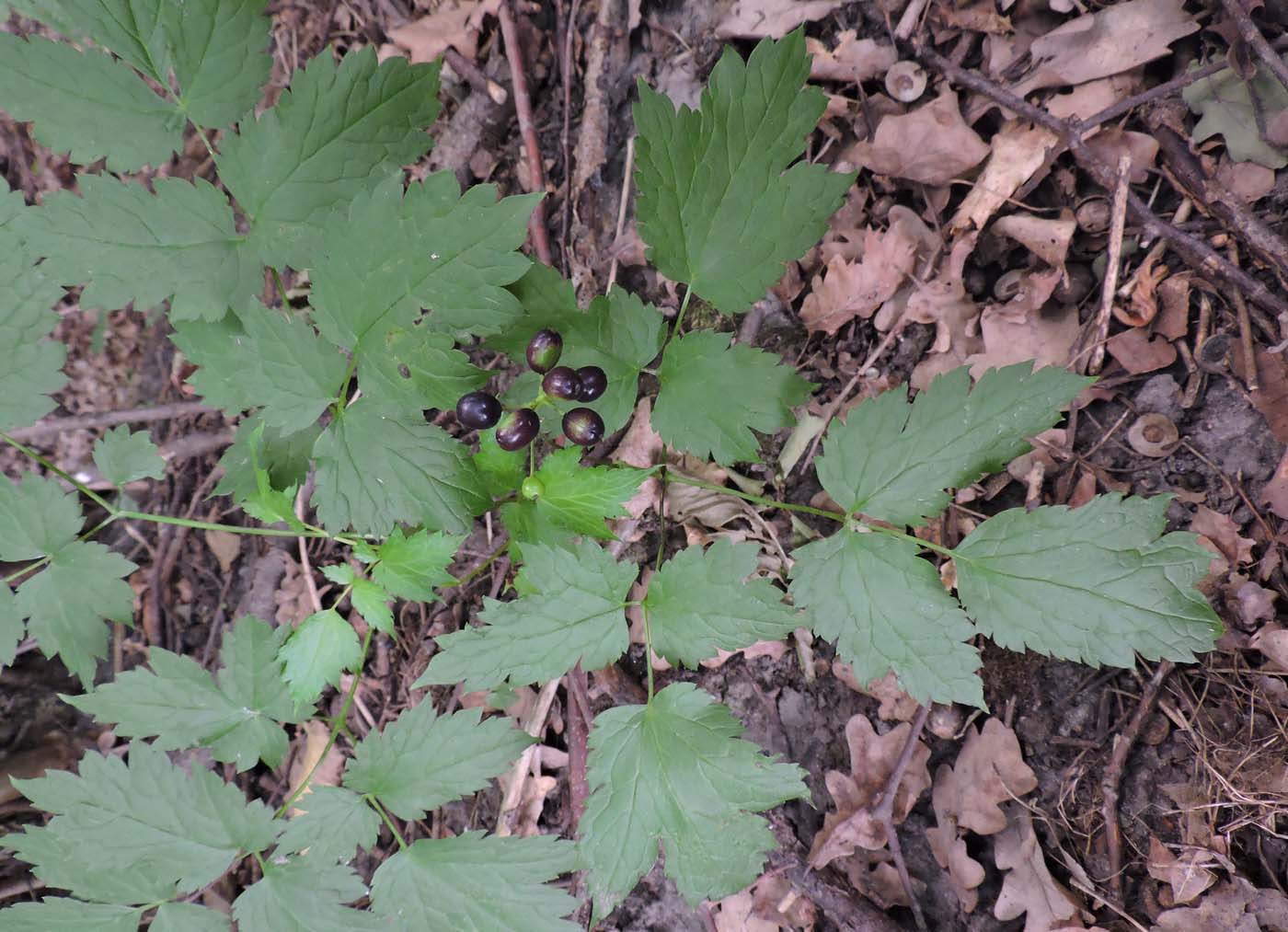 Изображение особи Actaea spicata.