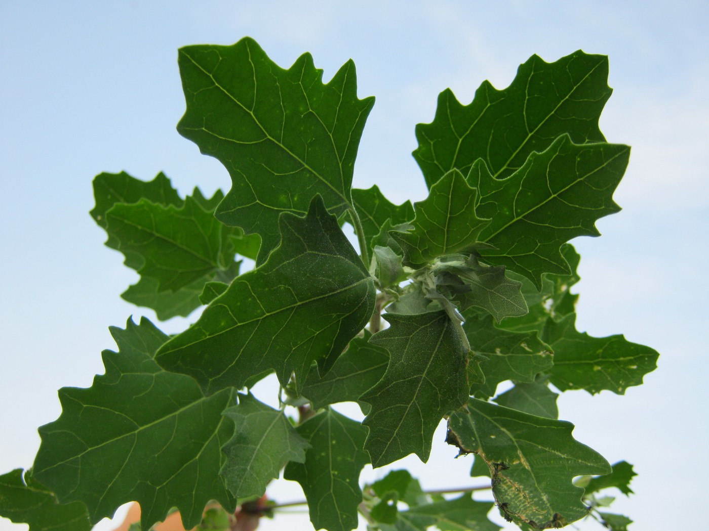 Image of Chenopodium album specimen.