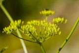 Pastinaca sylvestris