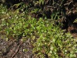 Claytonia perfoliata