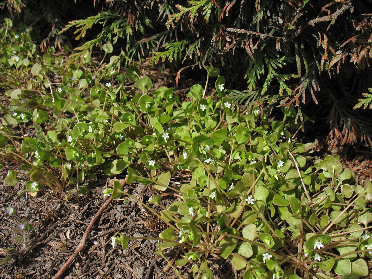 Изображение особи Claytonia perfoliata.