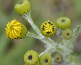 Senecio vernalis